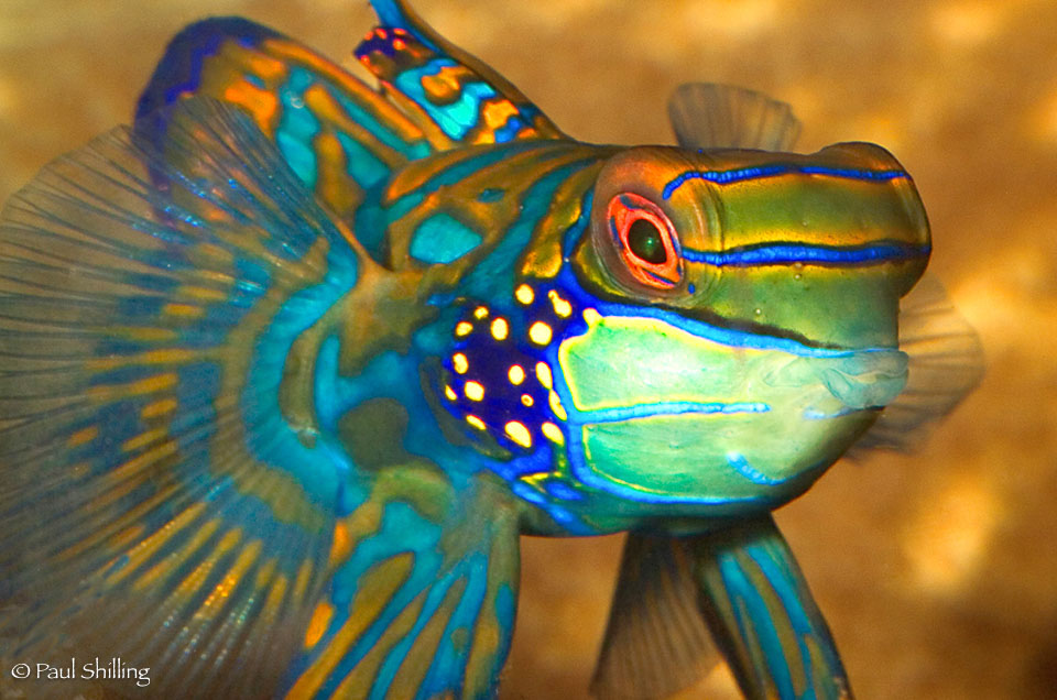 Mandarin-Fish.jpg