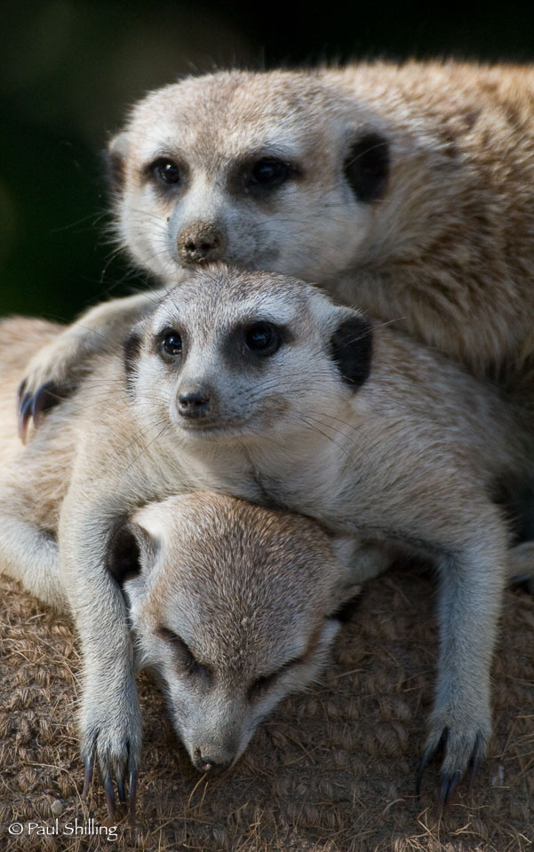 Meerkat-Sandwich.jpg