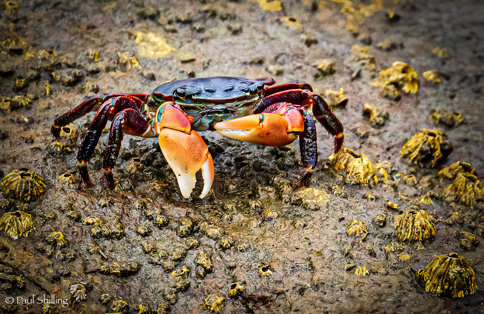 Morro-Bay-6007-Edit-Edit-2-Edit.jpg