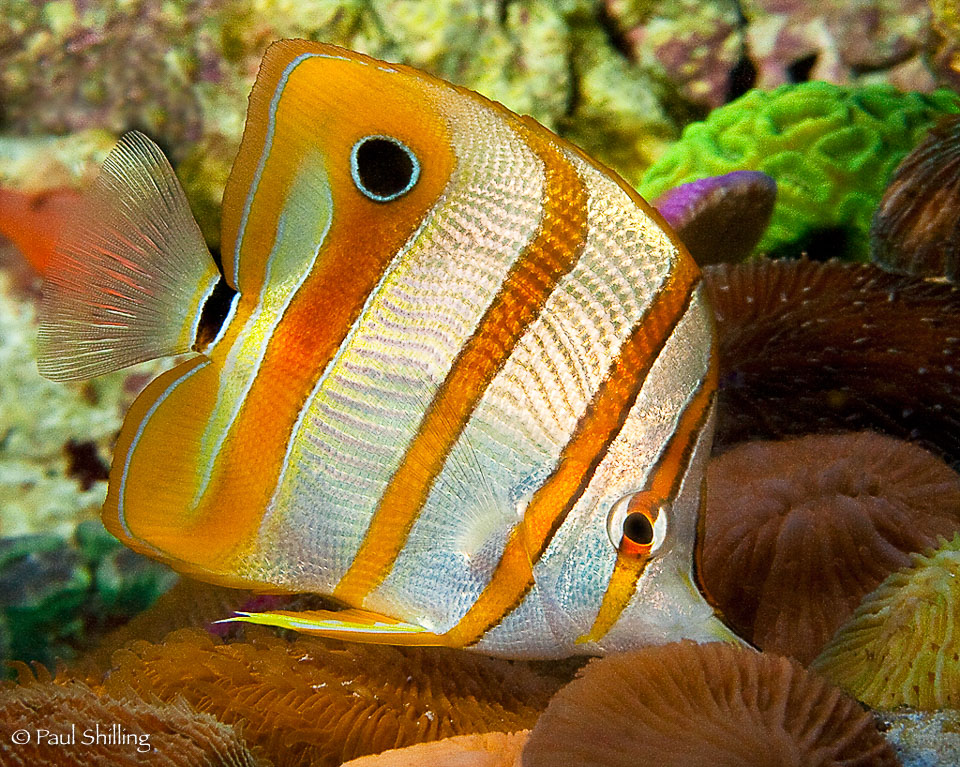 Orange-Angel-Fish.jpg