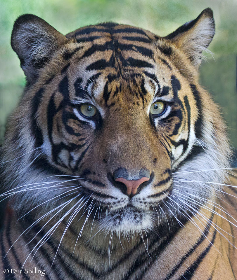 Tiger_Portrait.jpg