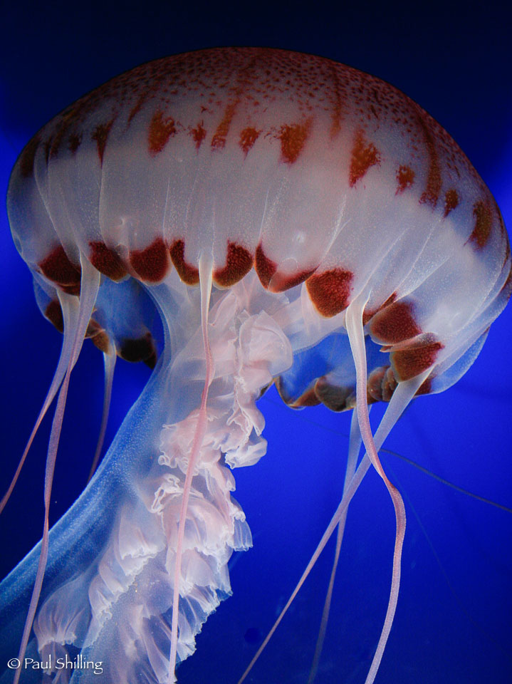 Under-Sea-Beauty.jpg