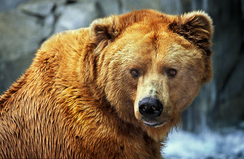Brown-Bear.jpg