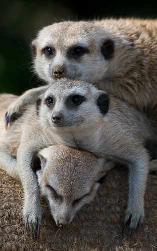 Meerkat-Sandwich.jpg