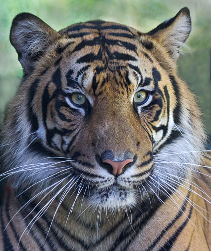 Tiger_Portrait.jpg