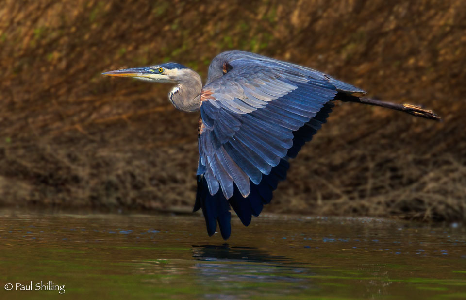 20210912_Baby_Grebes_770-Edit.jpg