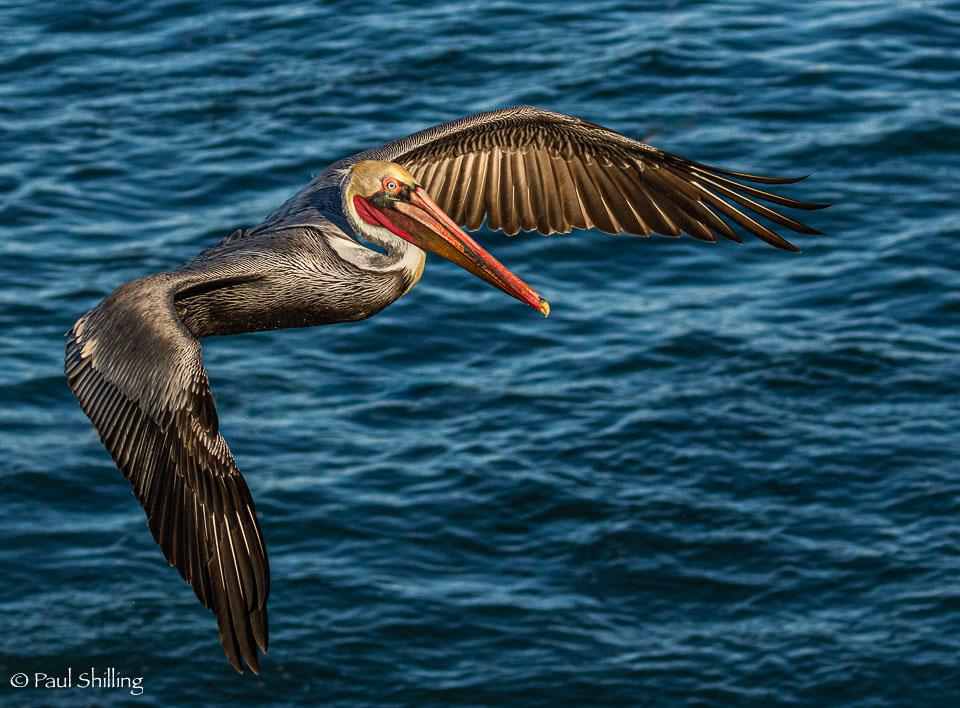 20211217_La_Jolla_379-Edit.jpg