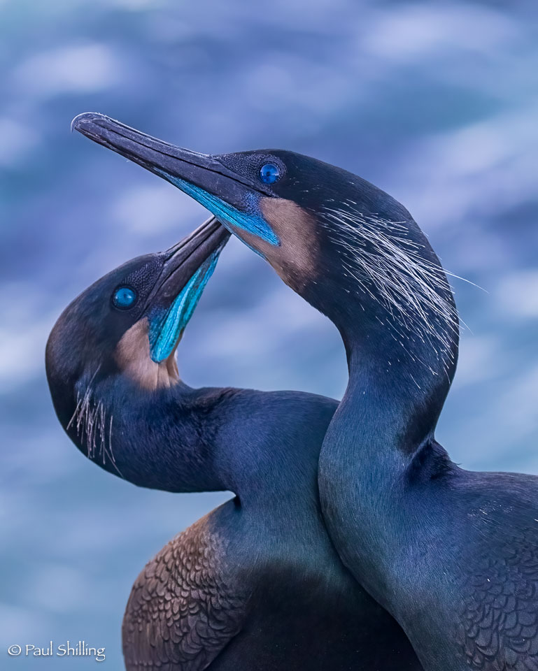 20220211_Cormorants_502-Edit.jpg