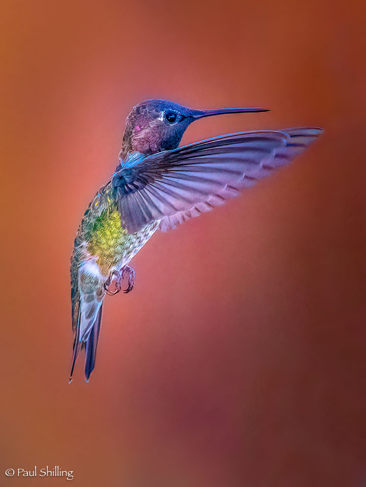 20220805_Hummingbirds_251.jpg