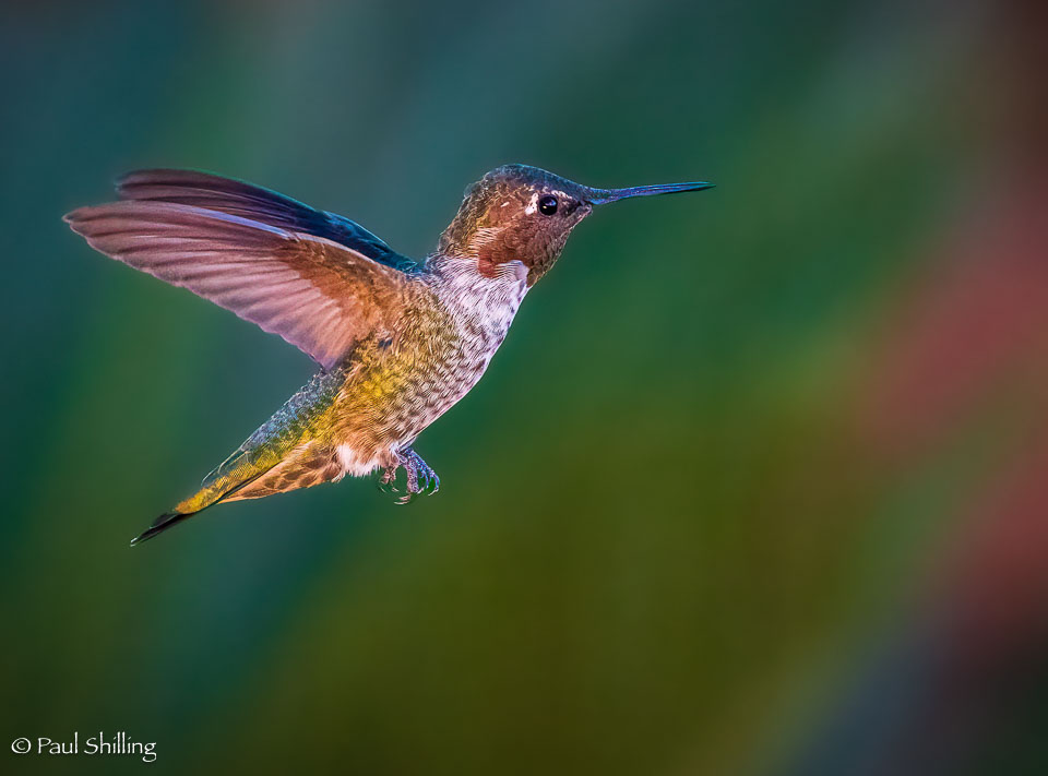 20220805_Hummingbirds_517-Edit.jpg