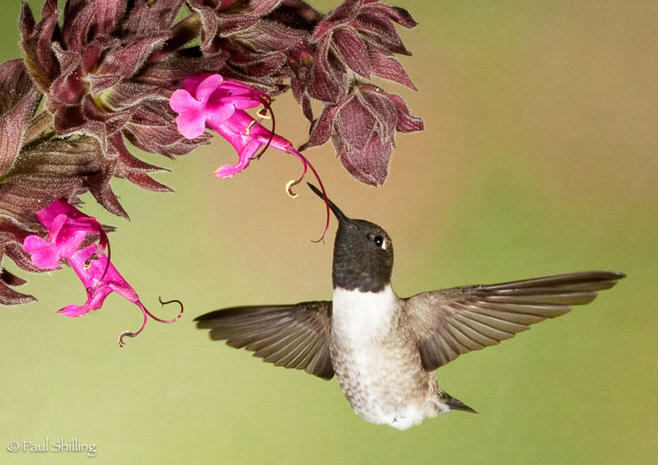 Brown-Chinned-Hummingbird.jpg