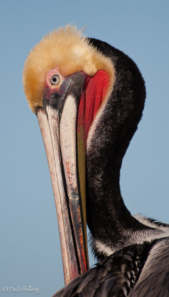 Brown-Pelican--2.jpg