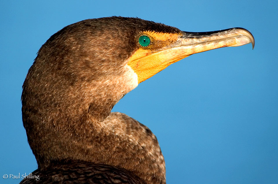 Cormorant.jpg