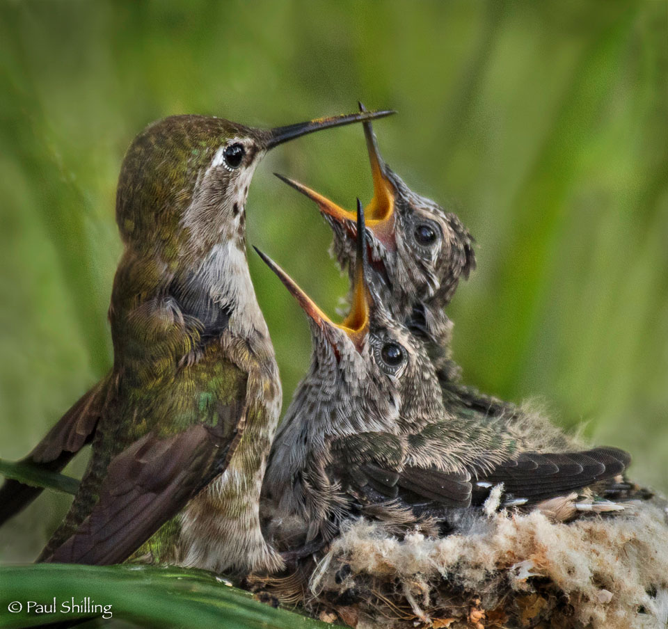 Dinnertime.jpg