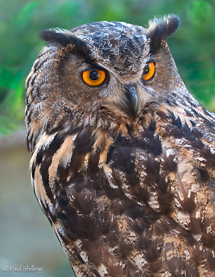 Eagle-Owl.jpg