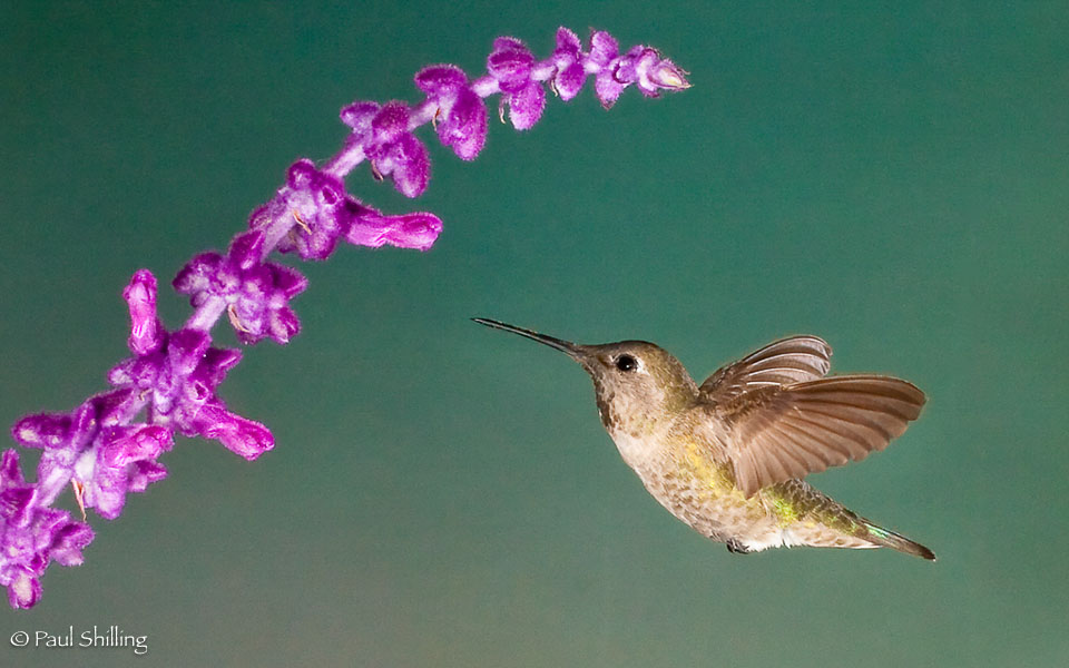 Hummingbird-Sage.jpg