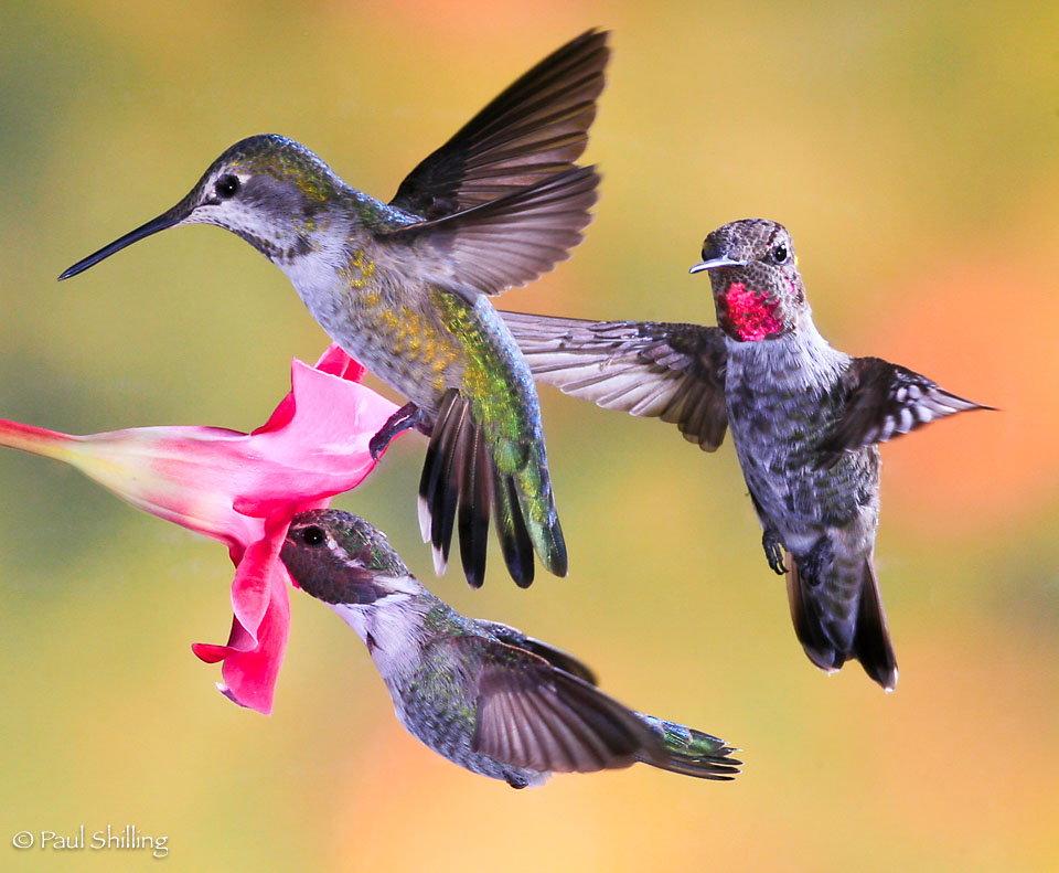 Hummingbird-Trio.jpg