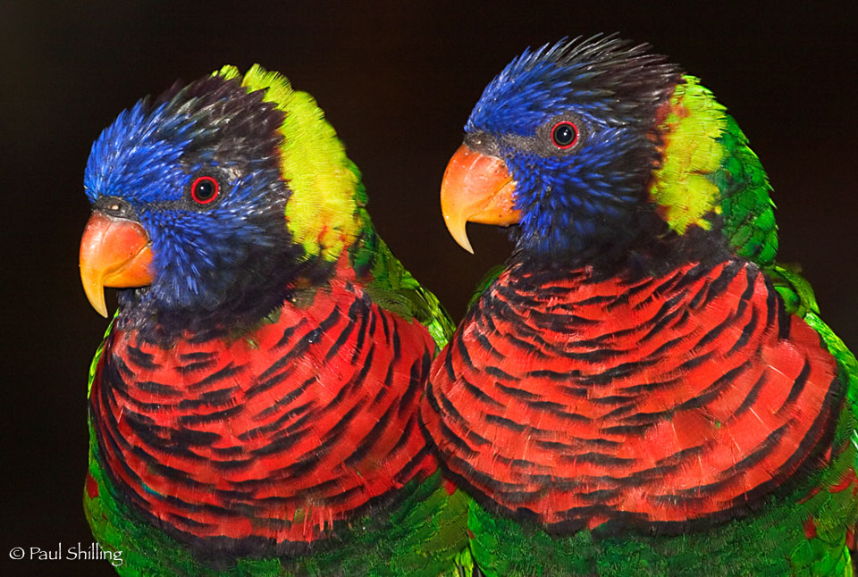 Lorikeet-Pair.jpg