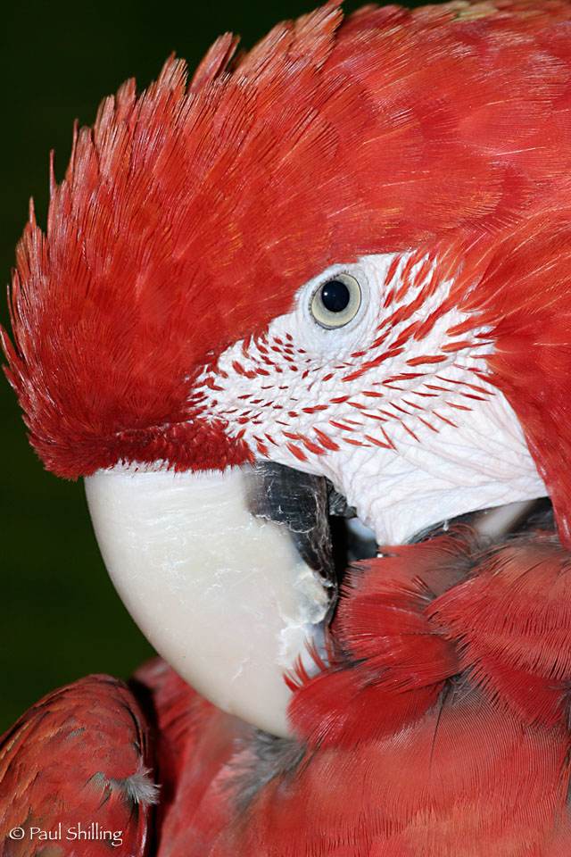 Macaw--2.jpg