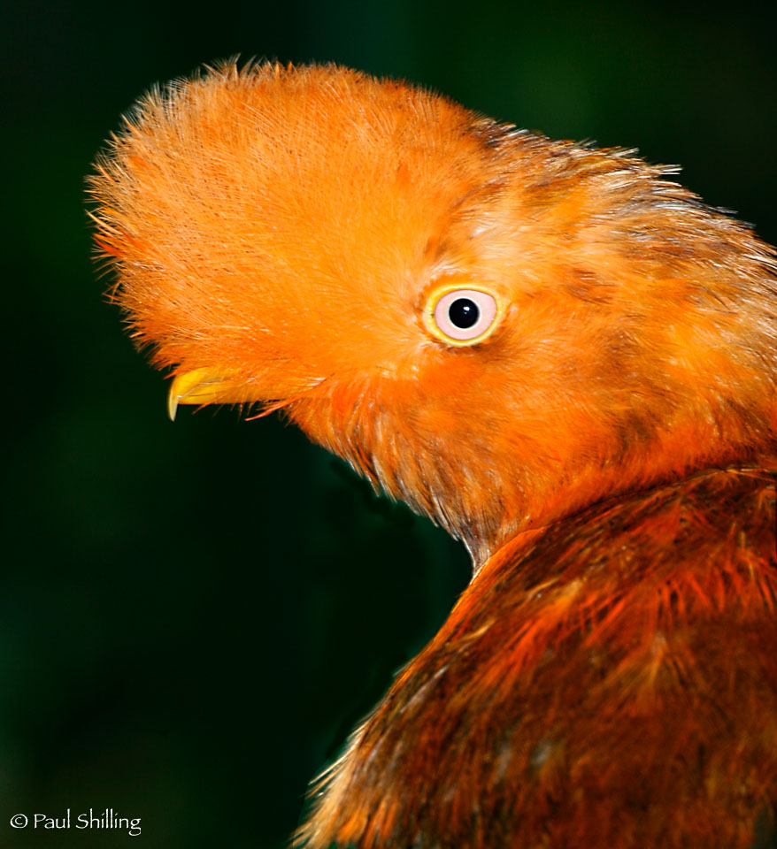 Orange-Bird.jpg