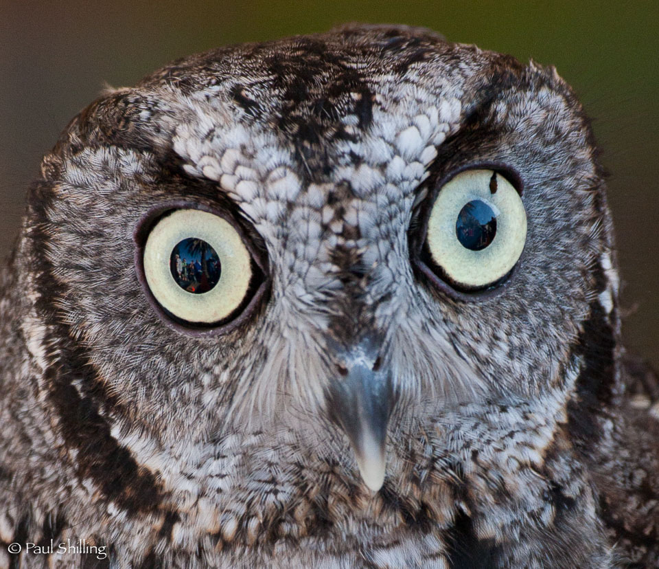 Screech-Owl.jpg