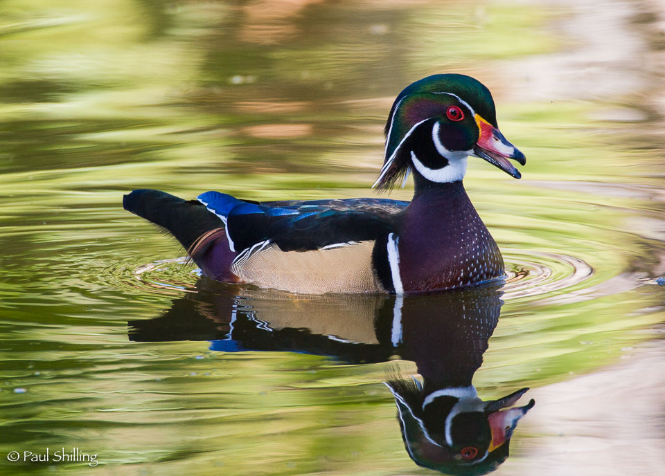 Singing-Wood-Duck.jpg