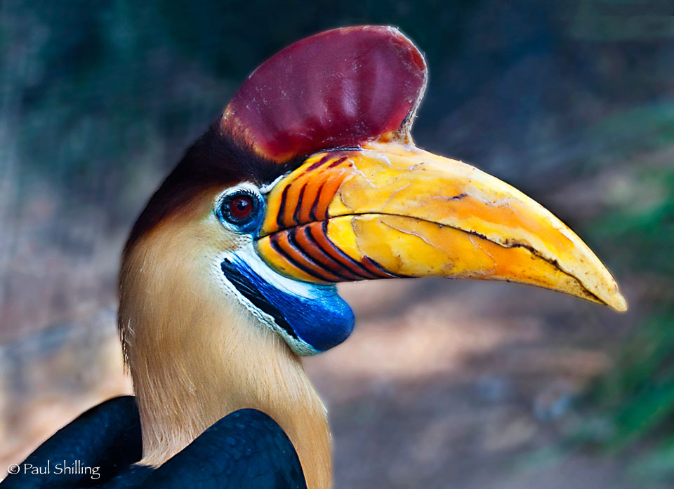 Tropical-Hornbill.jpg