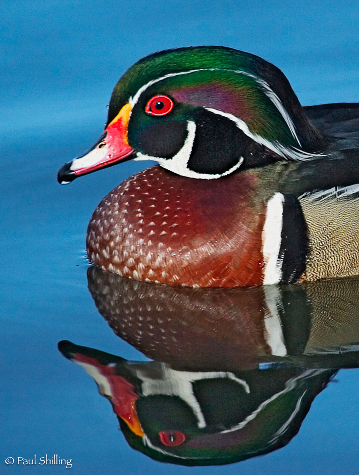 Wood-Duck-Reflection.jpg