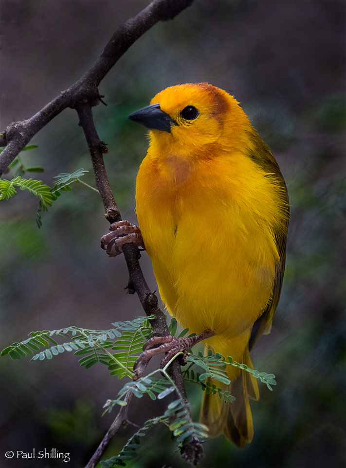 YellowBird.jpg