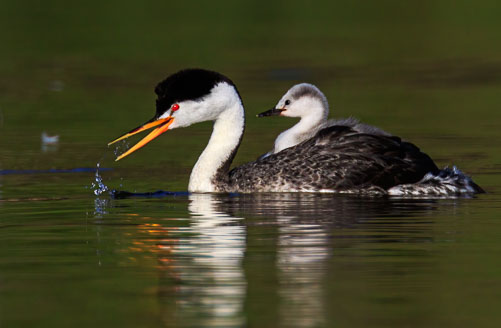 20210912_Baby_Grebes_294-Edit.jpg