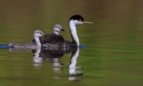 20210912_Baby_Grebes_740.jpg