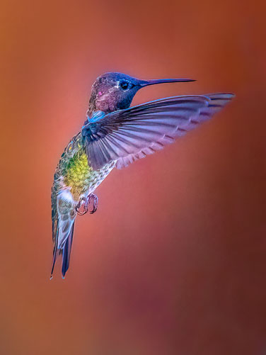 20220805_Hummingbirds_251.jpg