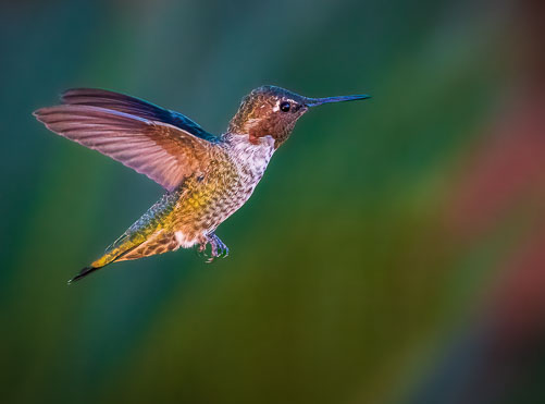 20220805_Hummingbirds_517-Edit.jpg
