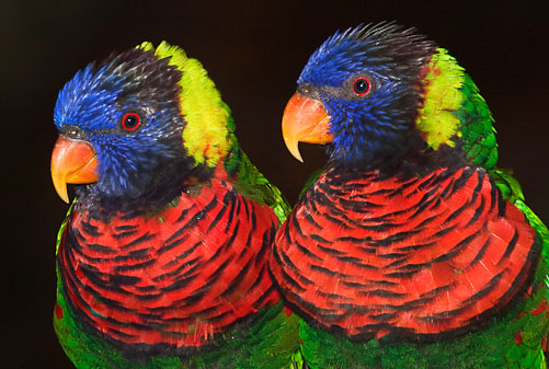 Lorikeet-Pair.jpg