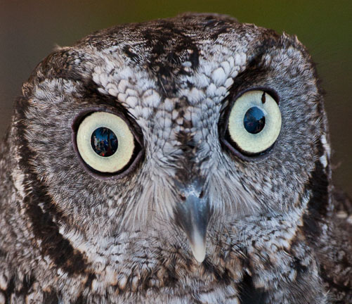 Screech-Owl.jpg