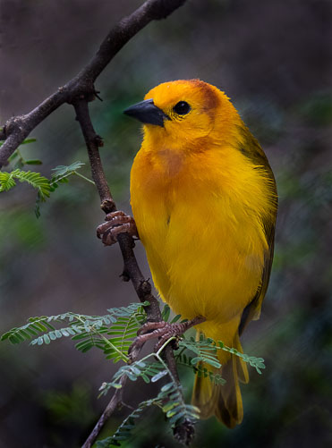 YellowBird.jpg