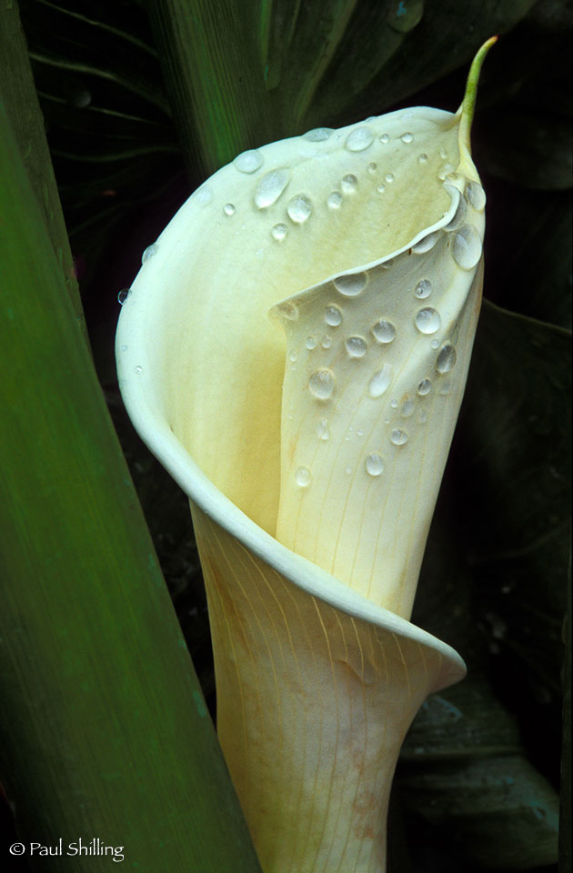 Calla-Lily.jpg