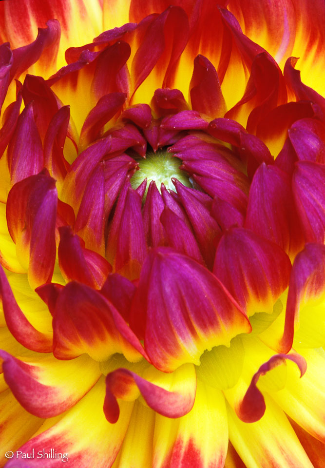 Colorful-Dahlia.jpg