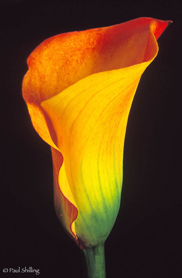 ColorfulCallaLily.jpg