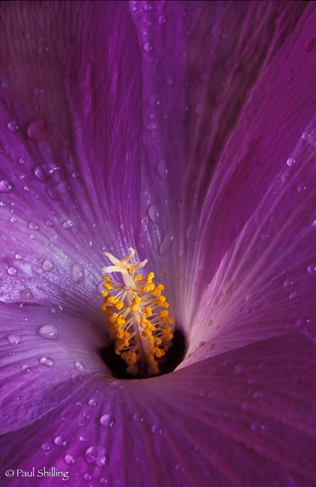 Lavendar-HIbiscus---2.jpg