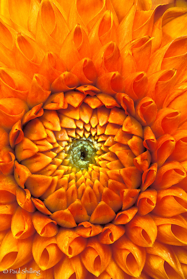 Orange-Dahlia.jpg