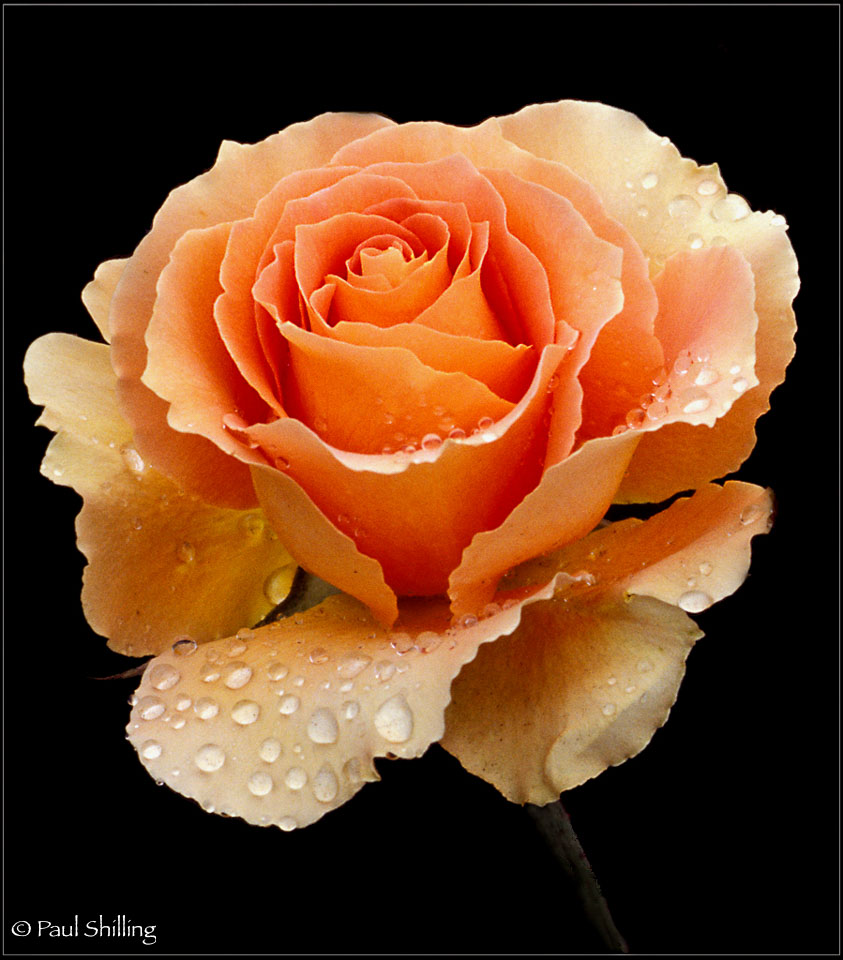 Orange-Rose.jpg