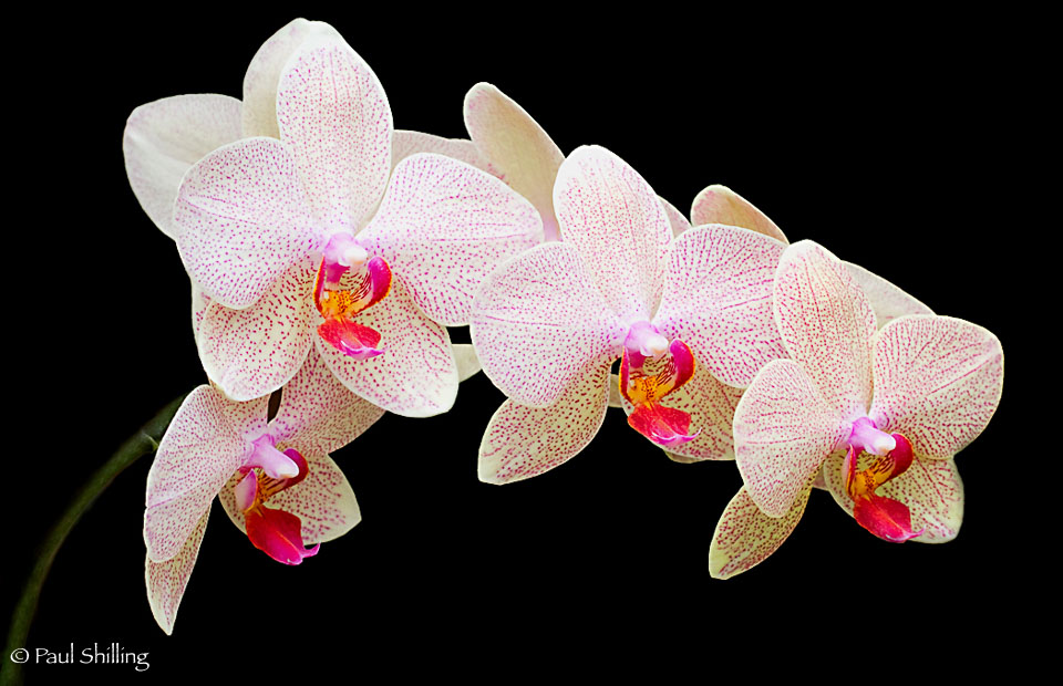 Orchids.jpg