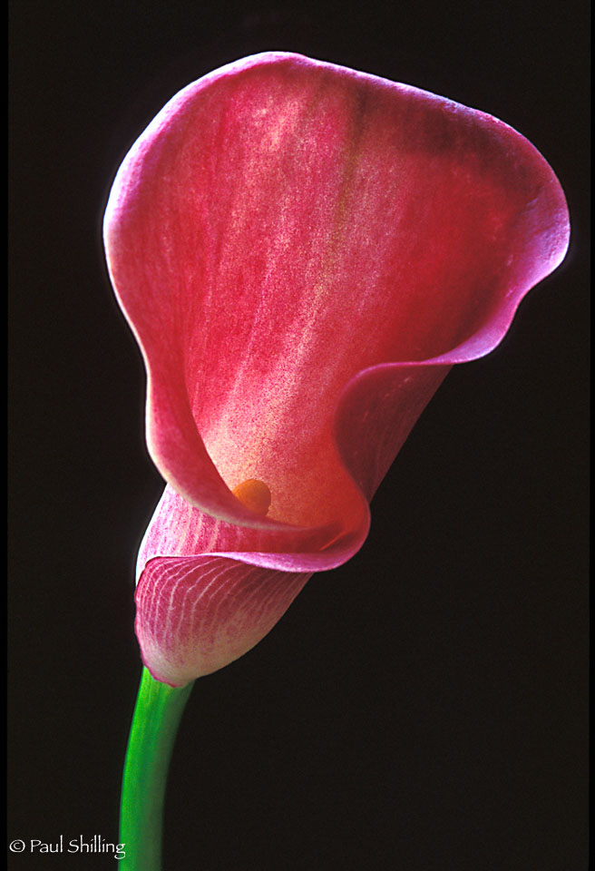 Red-Calla-Lily.jpg