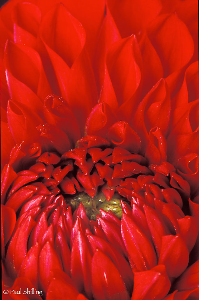 Red-Dahlia--2.jpg