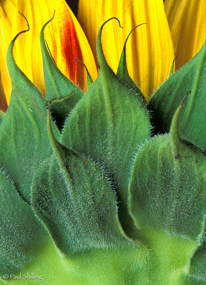 Sunflower--3.jpg
