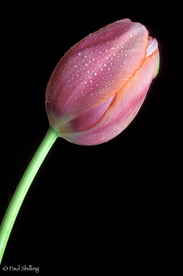 Tulip--2.jpg
