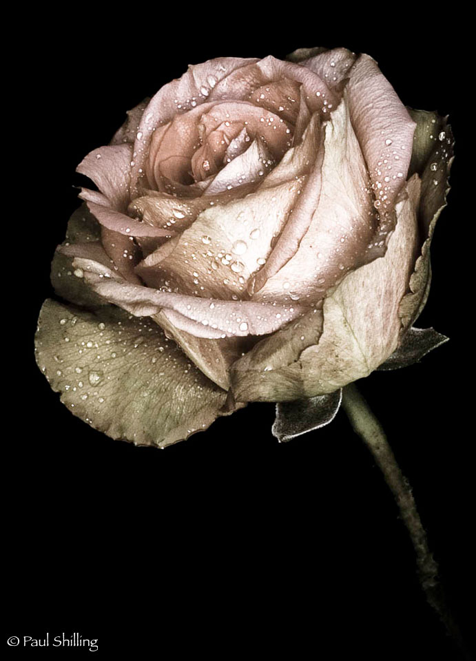 Victorian-Rose.jpg