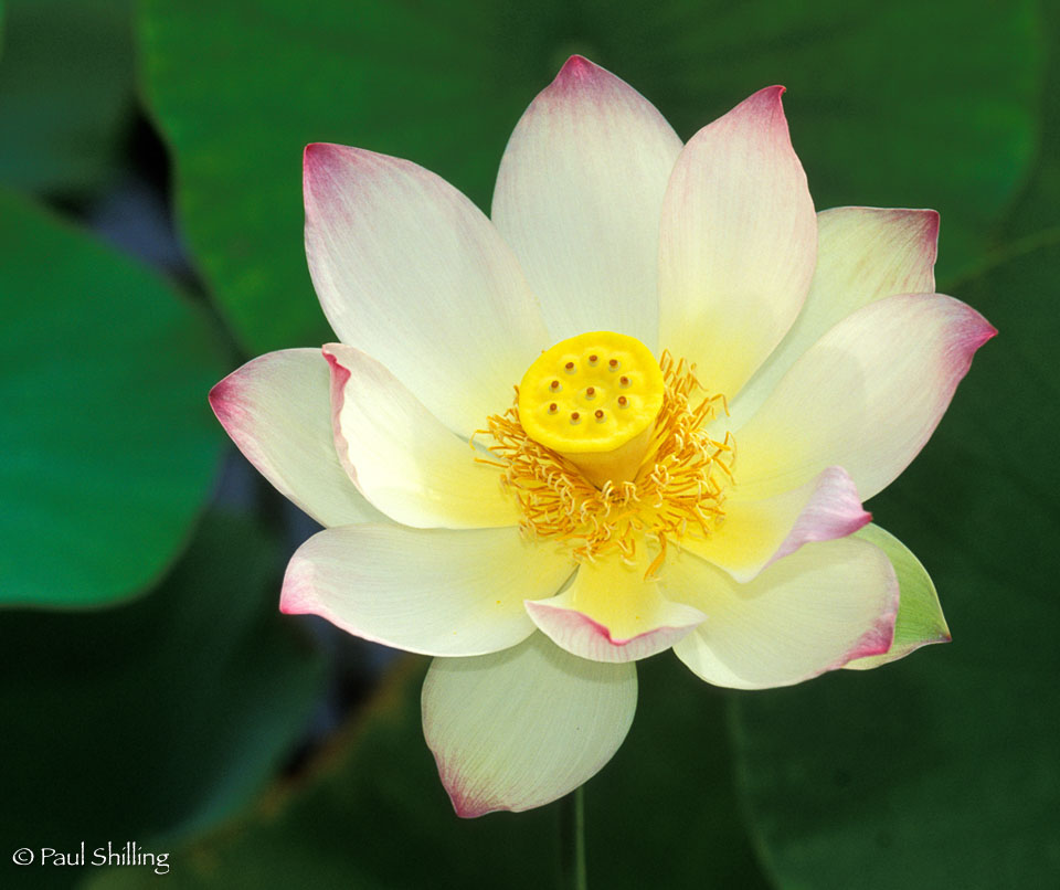 Water-Lily.jpg