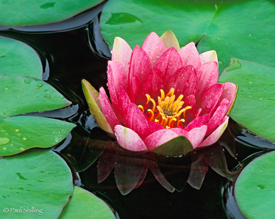 red-water-lily.jpg